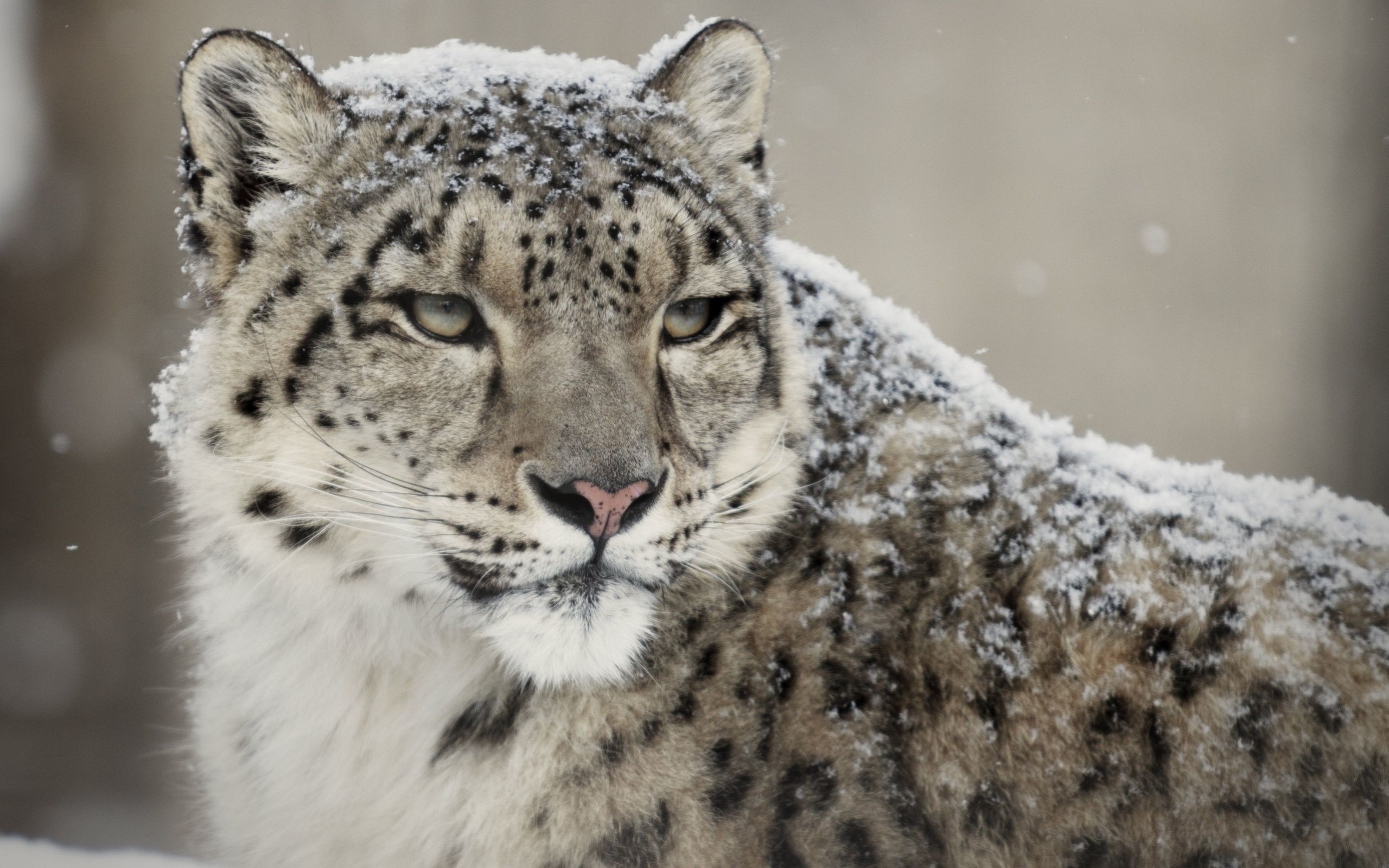 check odbc manager mac snow leopard